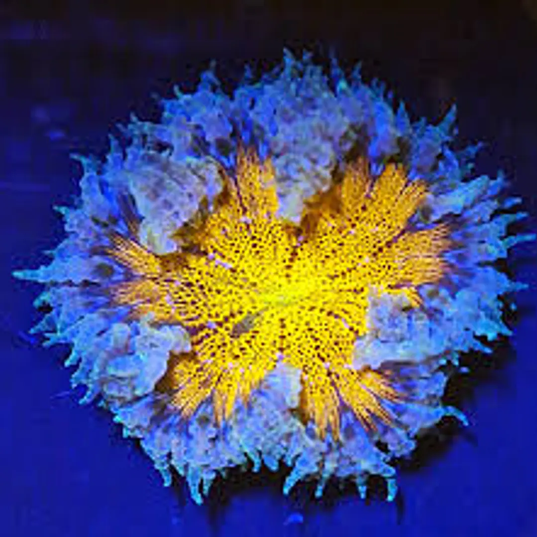Rockflower yellow 1