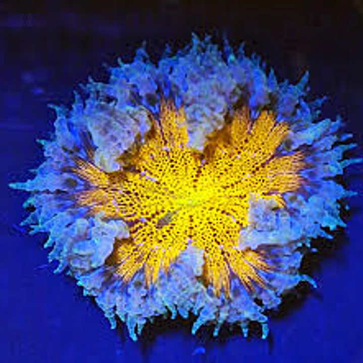 Rockflower yellow 1
