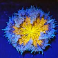 Rockflower yellow - Thumbnail 1