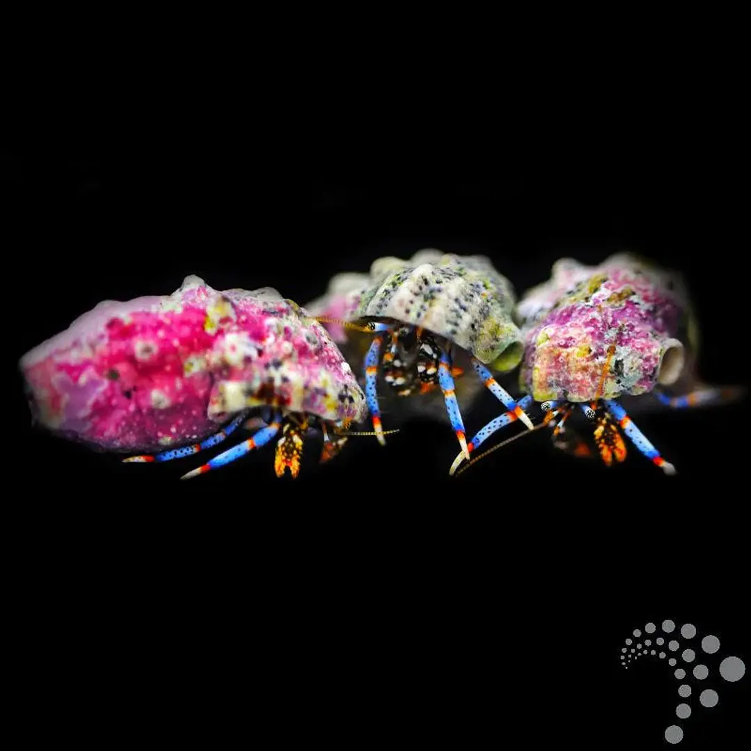 Calcinus spp. 3
