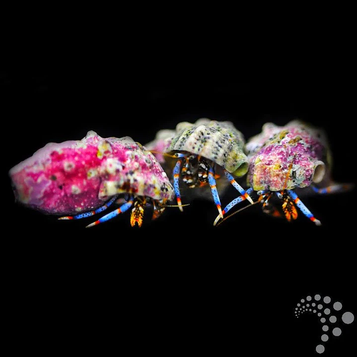 Calcinus spp. 3