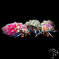 Calcinus spp. - Thumbnail 3