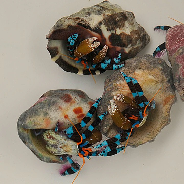 Calcinus spp. 2