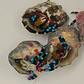 Calcinus spp. - Thumbnail 2