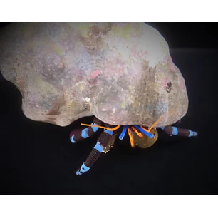 Calcinus spp.