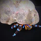 Calcinus spp. - Thumbnail 1