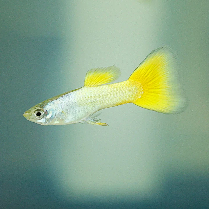 Guppy German Yellow 1