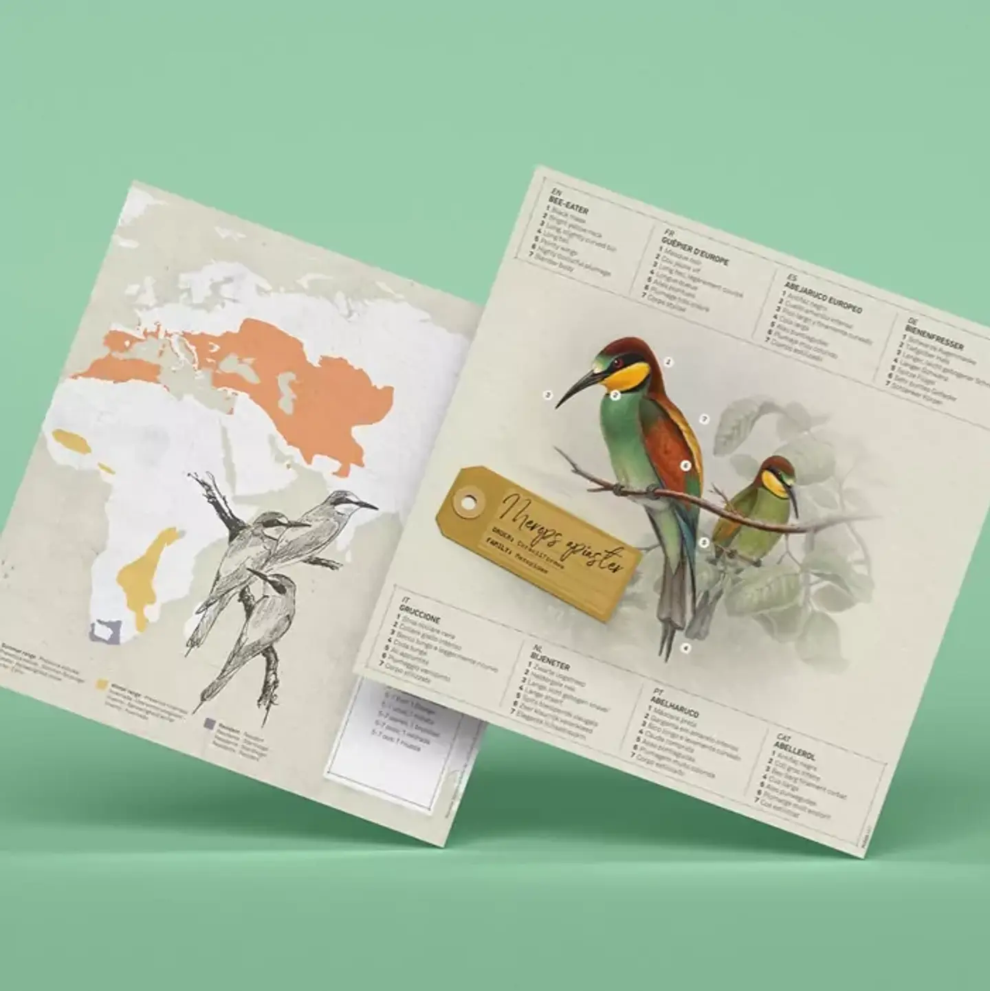 Merops Apiaster 2