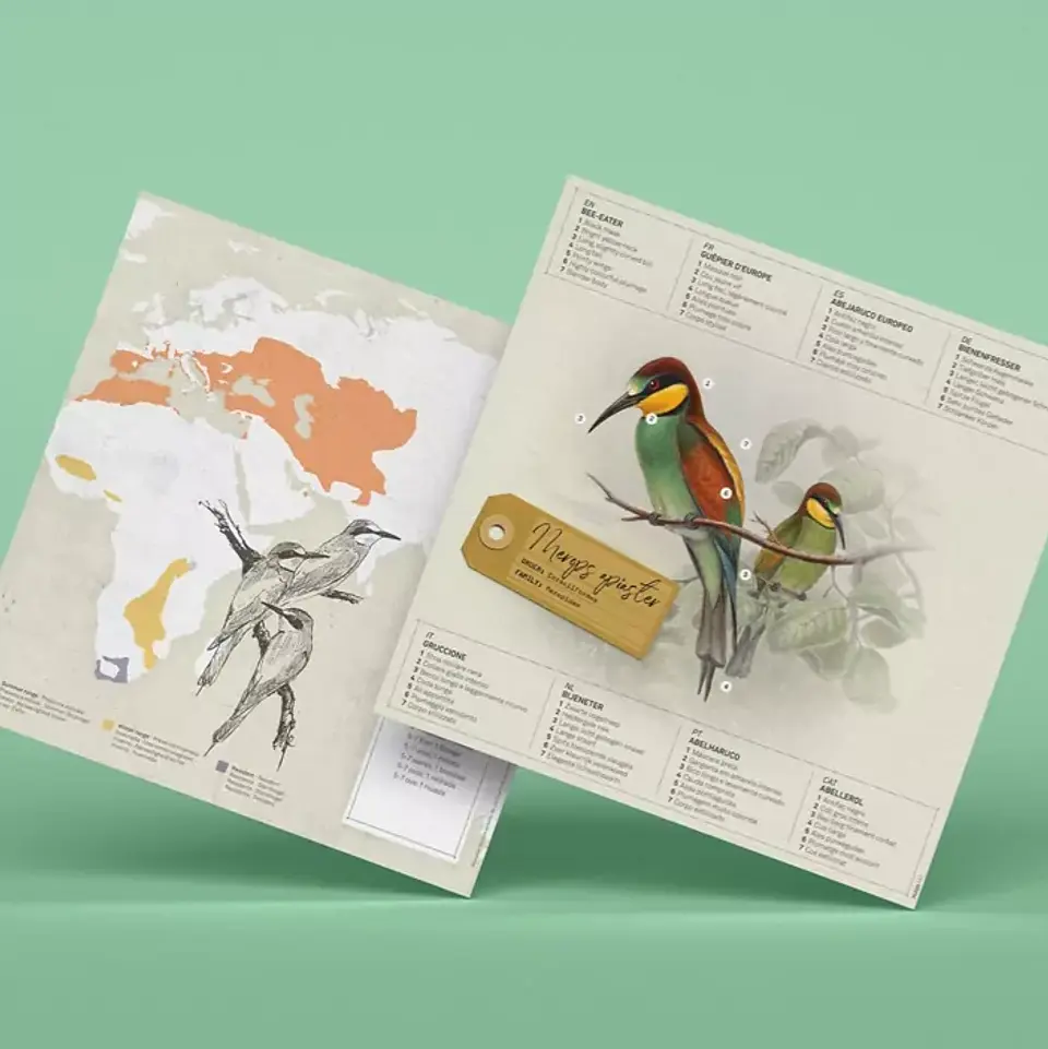 Merops Apiaster 2