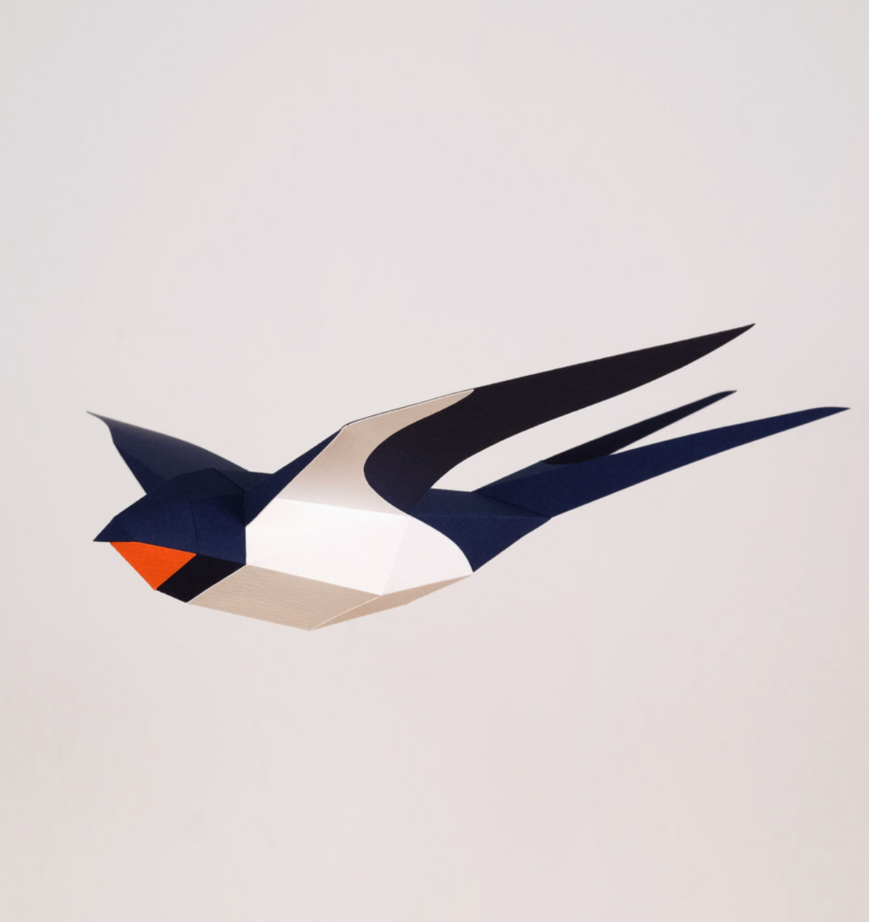 Andorinha - Hirundo Rustica  1