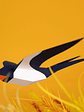 Andorinha - Hirundo Rustica  - thumbnail 2