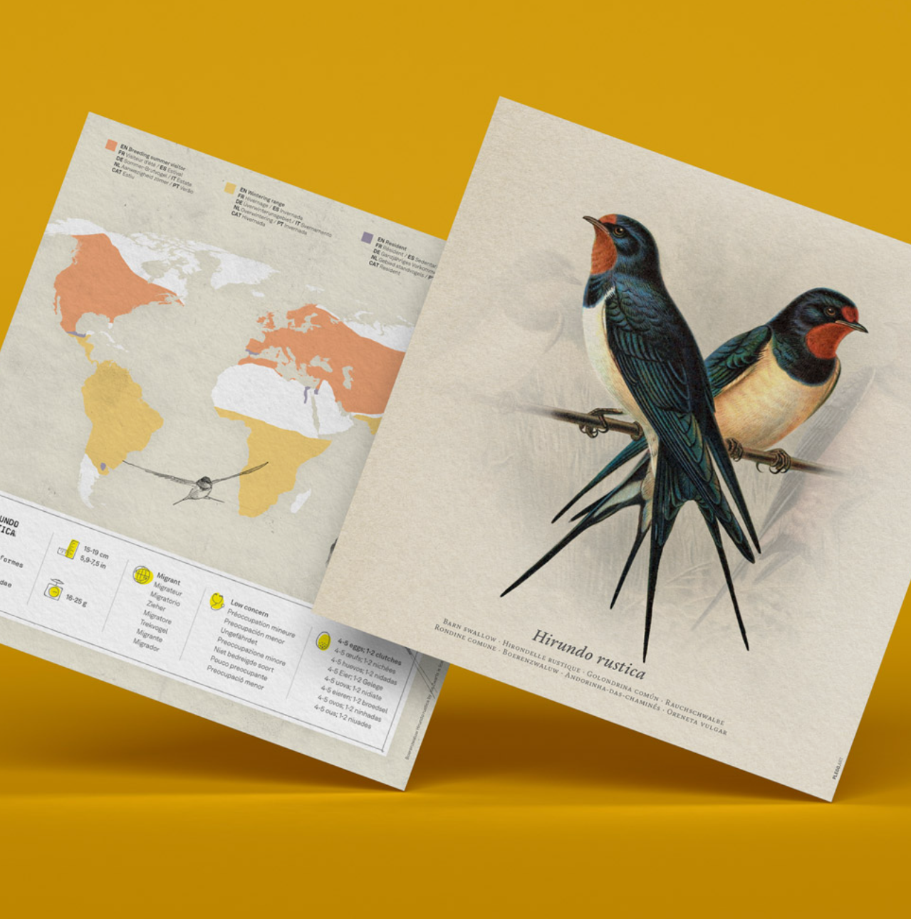 Andorinha - Hirundo Rustica  4