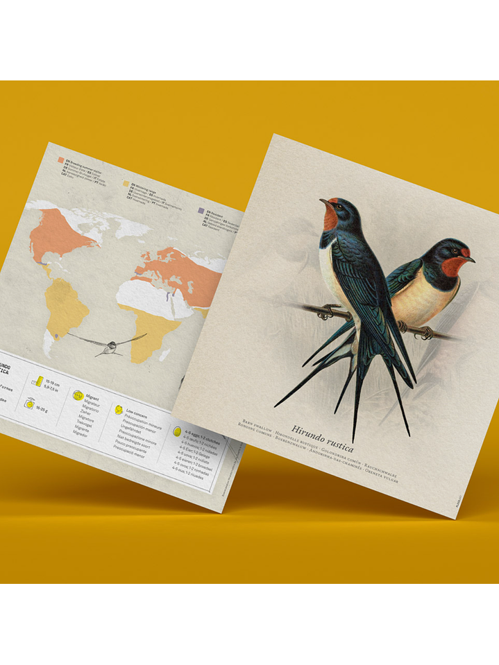 Andorinha - Hirundo Rustica  4