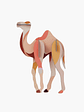Camel  - Thumbnail 1