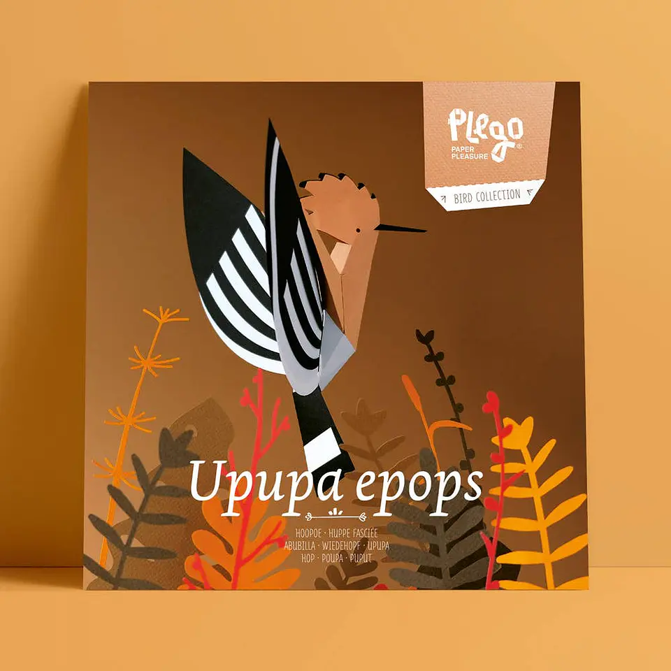 UPUPA EPOPS - pássaro de pape 6