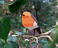 ERITHACUS RUBECULA - pássaro de papel - Thumbnail 3