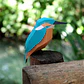 Pássaro - Alcedo Atthis - Thumbnail 2