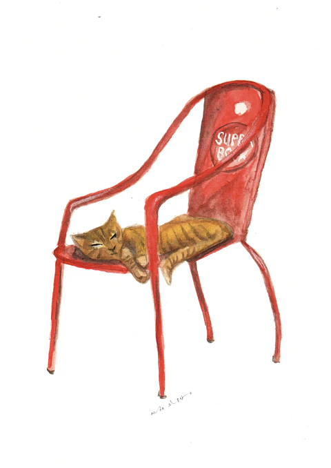 Super Bock Cat