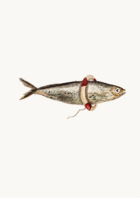 A Sardinha