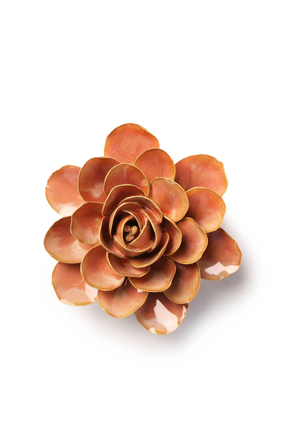 Begônia Peach 1