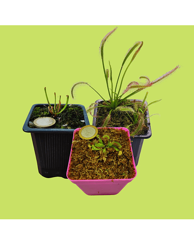 Pack de Plantas Carnívoras Nivel 1