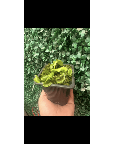 pack cyber Venus M/ sarracenia bebé/ drosera adelae