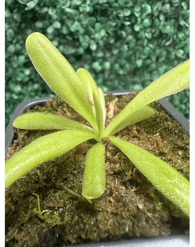 pack cyber Venus y punguicula 