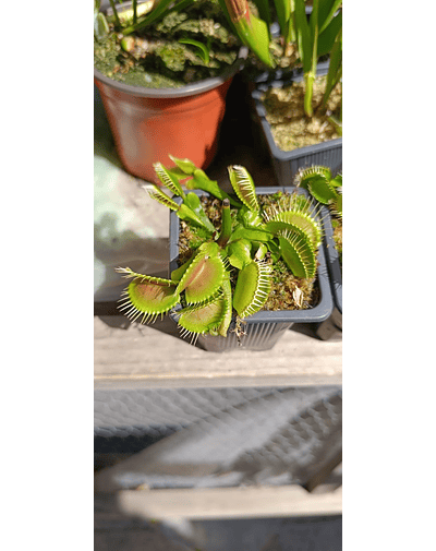 pack cyber venus adulta y drosera capensis 