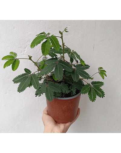mimosa púdica 