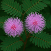 mimosa púdica  2