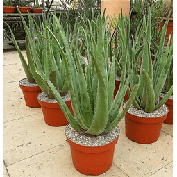 Sementes de Mistura de Aloe