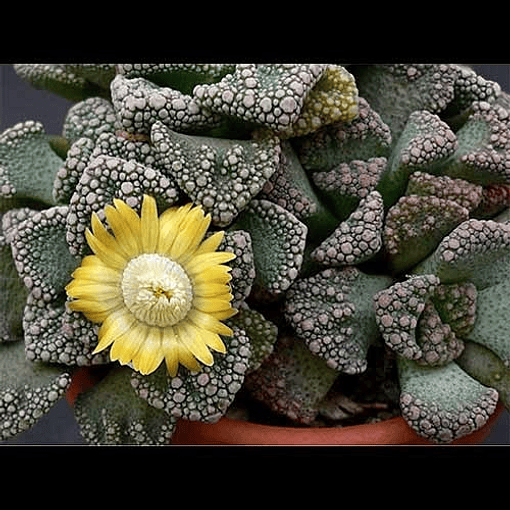 Semillas Titanopsis Calcarea