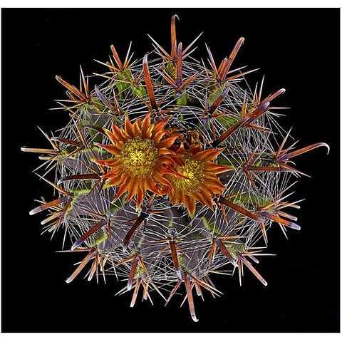 Sementes Ferocactus Mix