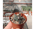 Semillas Ferocactus Mix