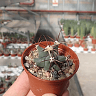 Semillas Ferocactus Mix 4