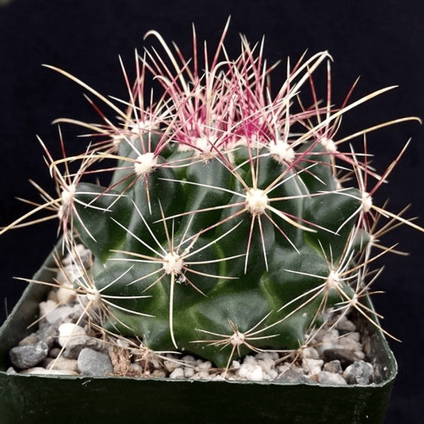 Semillas Ferocactus Mix 5