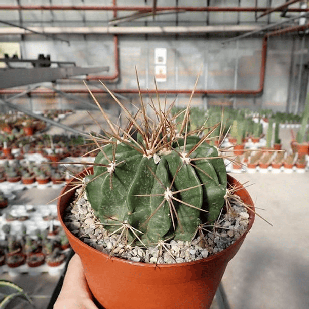 Semillas Ferocactus Mix 6