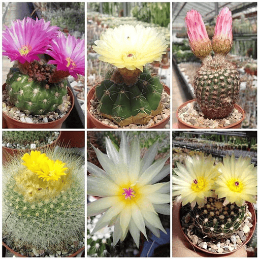 Semillas Notocactus Mix