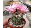 Semillas Notocactus Mix