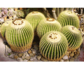 Semillas Echinocactus Grusonii