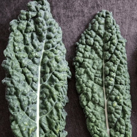 Kale seeds