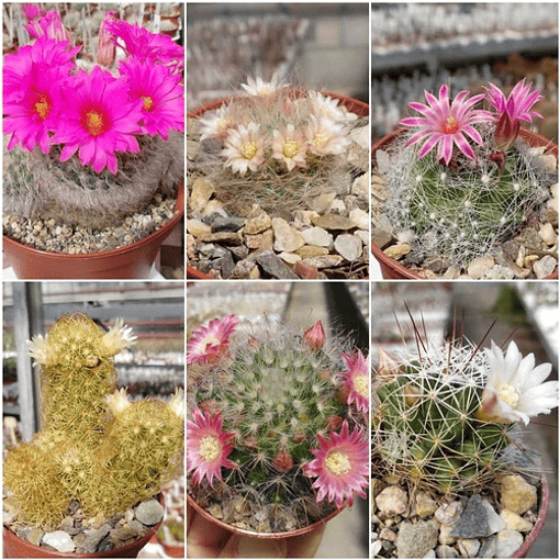 Semillas  Mammilaria Mix