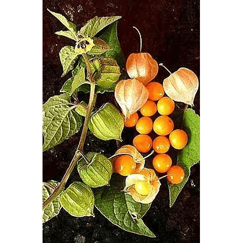 Sementes de Physalis