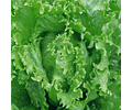 Butter Lettuce Seeds