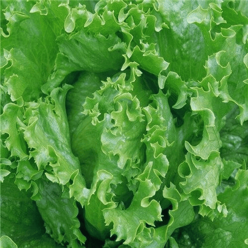 Semillas Lechuga Mantequilla