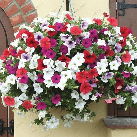 Semillas Petunia Mix