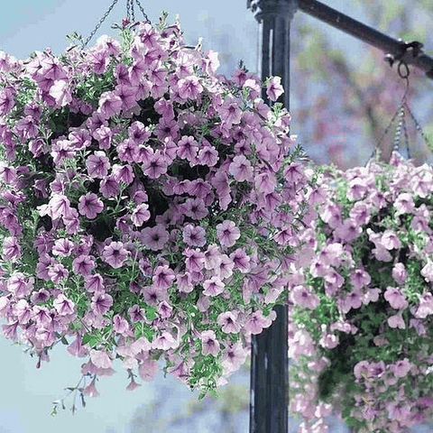 Semillas Petunia Mix