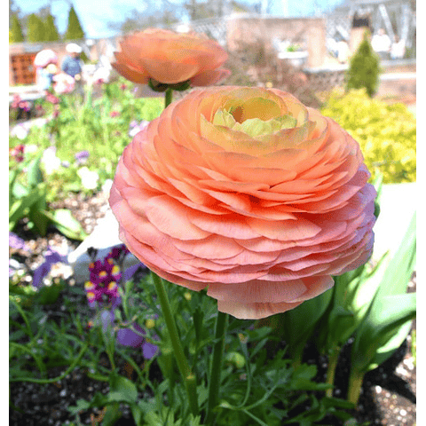 8 Ranunculus! Assorted