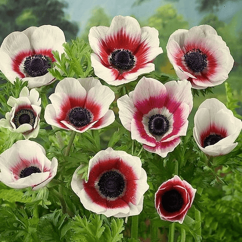 8 Bulbs! Of Pink White Red Blue Anemones