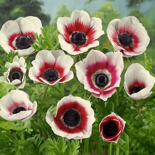  8 Bulbos! De Anemonas Rosado Blanco Rojo Azul 2